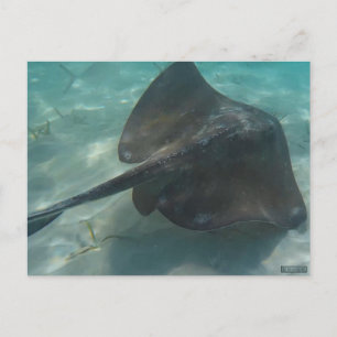 STINGRAY POSTCARD