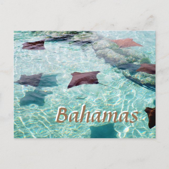 Stingray Postcard (Front)