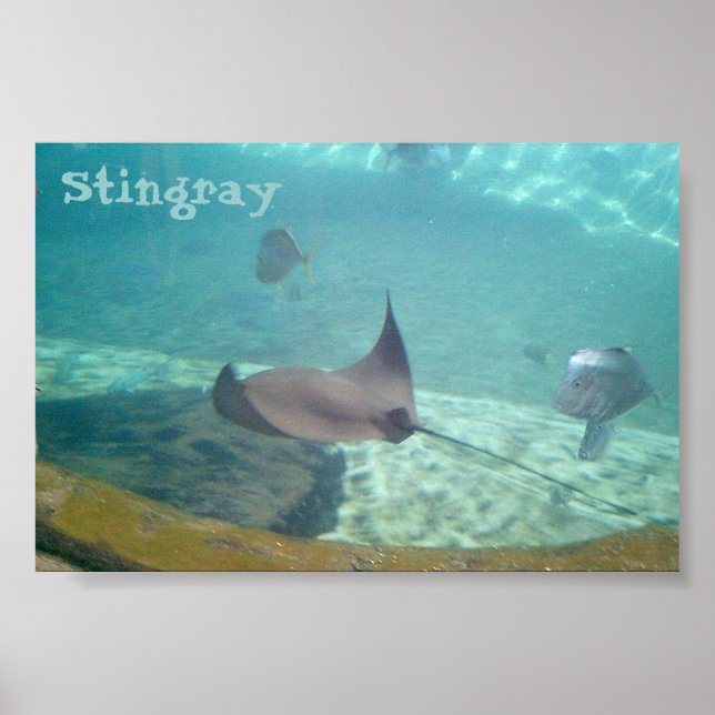 Stingray Poster (Front)
