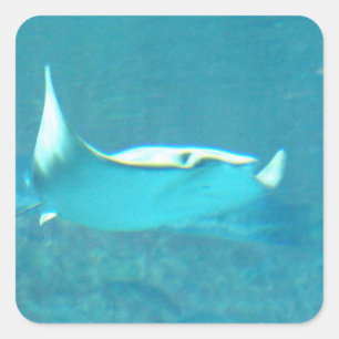 Stingray  Stickers