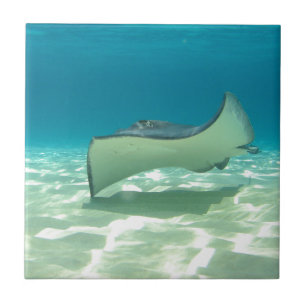 Stingray Tile