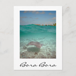 Stingray under the water, Bora Bora vertical card