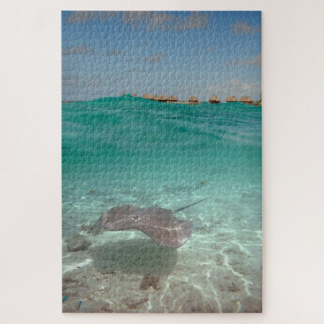 Stingray underwater in Bora Bora Jigsaw Puzzle (Vertical)