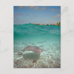 Stingray underwater in Bora Bora Postcard