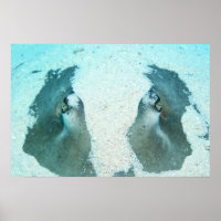 Stingray Up Close Poster