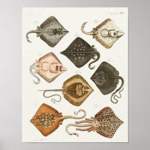 Stingrays Skate Vintage Sea Creatures Art Print