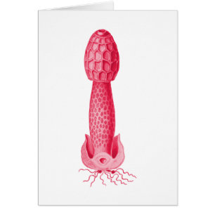 Stinkhorn
