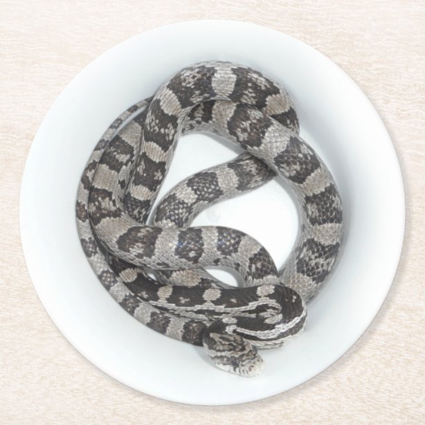 Anerythristic A Corn Snake Home Furnishings & Accessories ...