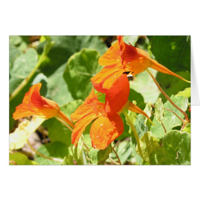 Stinson Nasturtiums (Front Horizontal)