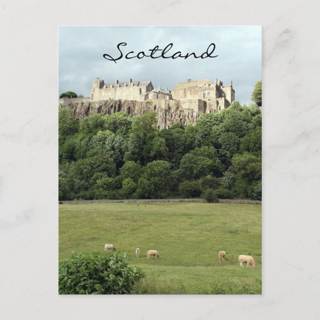 stirling castle sheep field postcard (Front)