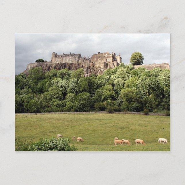 stirling castle sheep postcard (Front)