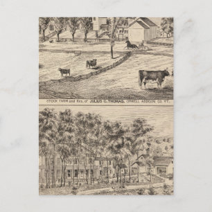 Stock farm in Orwell Vermont Postcard