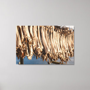 Stockfish Lofoten Islands Canvas Print