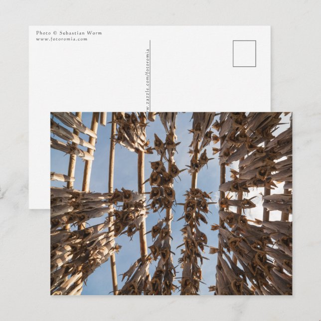 Stockfish Lofoten Islands Norway Postcard (Front/Back)