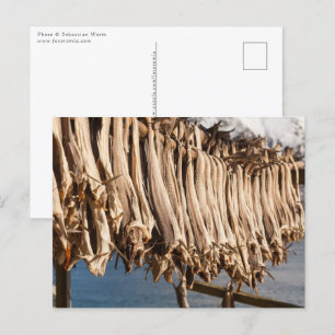 Stockfish Lofoten Islands Postcard