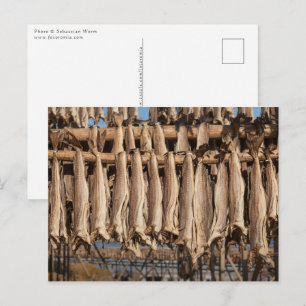 Stockfish Lofoten Postcard