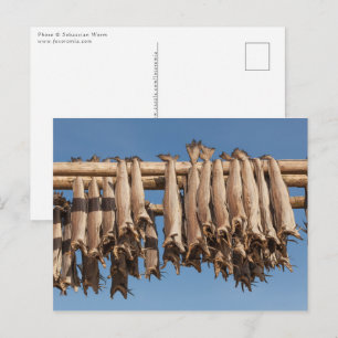 Stockfish Lofoten Postcard