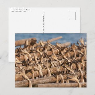 Stockfish Lofoten Postcard
