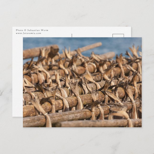 Stockfish Lofoten Postcard (Front/Back)