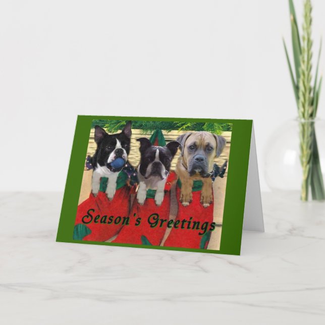 Stocking Pups Holiday Card (Front)