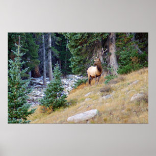 Stoic Elk Poster