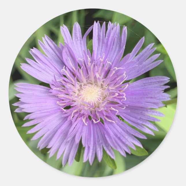 Stokes aster (Stokesia laevis) stickers (Front)