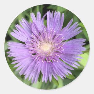 Stokes aster (Stokesia laevis) stickers