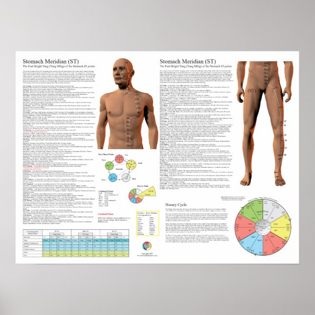 Stomach Meridian Acupuncture Points Poster (Front)