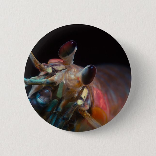Stomatopod (Mantis Shrimp) 6 Cm Round Badge (Front)