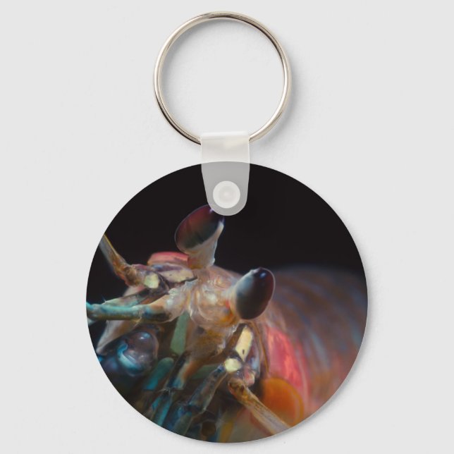 Stomatopod (Mantis Shrimp) Key Ring (Front)