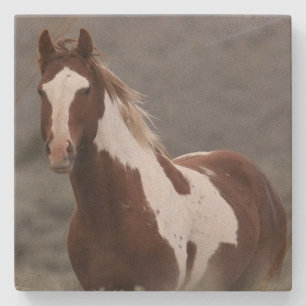 Stone Coaster_pinto Coaster