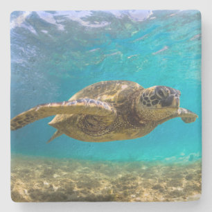 Stone Coaster-Turtle Stone Coaster