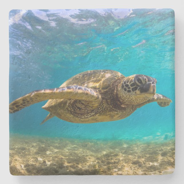 Stone Coaster-Turtle Stone Coaster (Front)