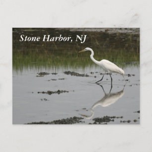 Stone Harbour Egret Postcard