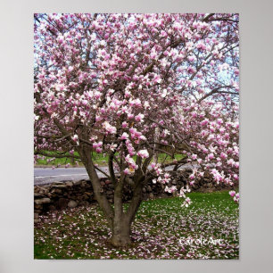 Stone Magnolias Art Poster