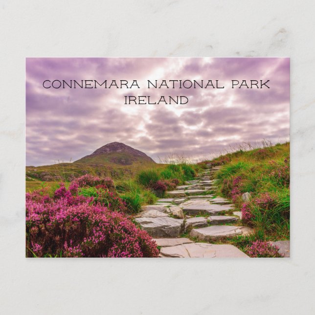 Stone Path, Wildflowers, Connemara National Park, Postcard (Front)