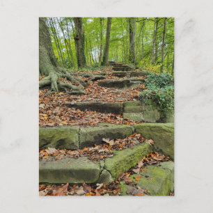 Stone Steps In The Woods Postcard