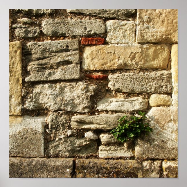 Stone Wall. With small plant. Poster (Front)