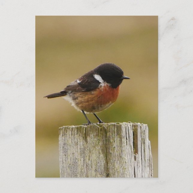 Stonechat Postcard (Front)