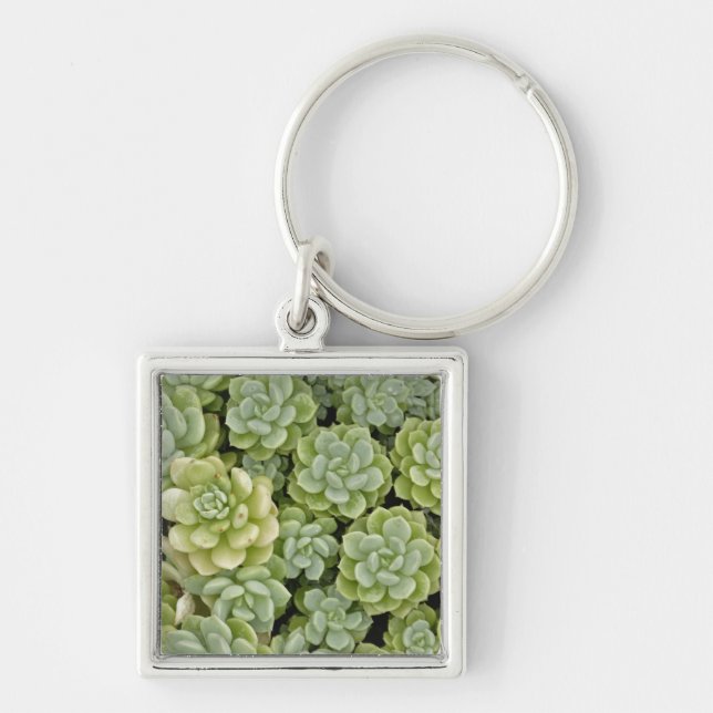 Stonecrop plant pattern key ring (Front)