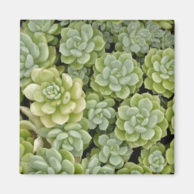 Stonecrop plant pattern magnet (Front)