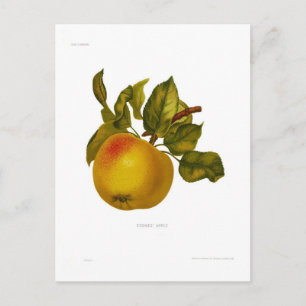 Stones' Apple Postcard