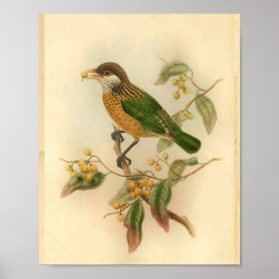 Stone's Cat Bird Green Yellow Vintage Bird Print