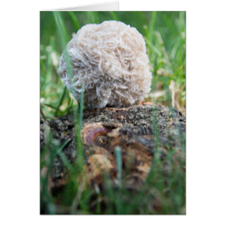 Stones | Desert Rose 134