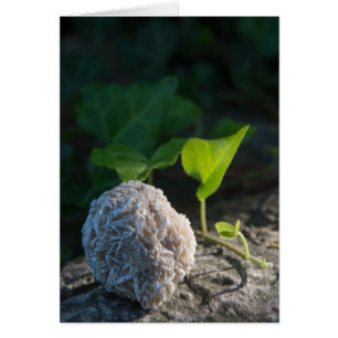 Stones Desert Rose 141