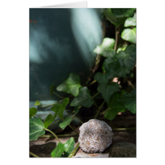 Stones | Desert Rose 145