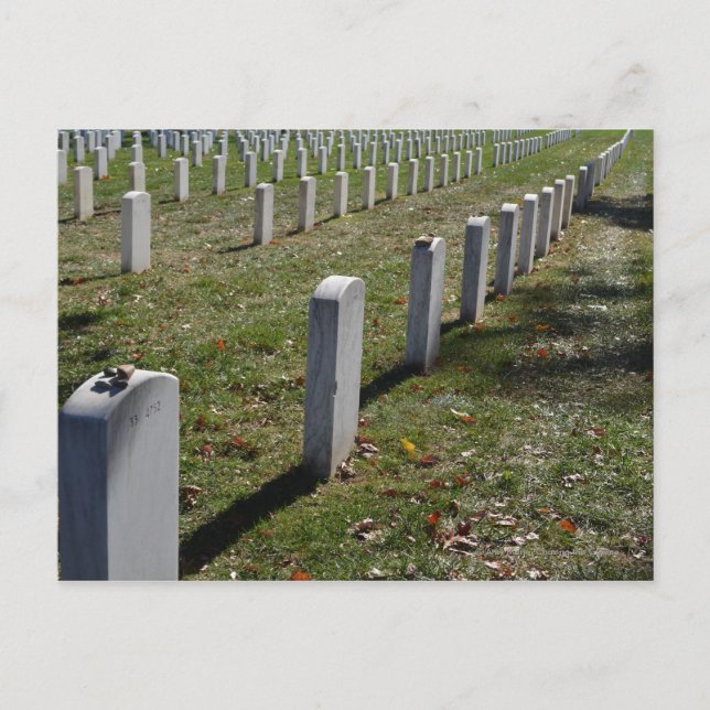 Stones laid to rest on Jewish soldier headstones Postcard (Front)
