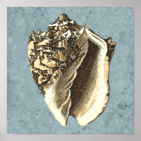 Stonewashed Conch Shell