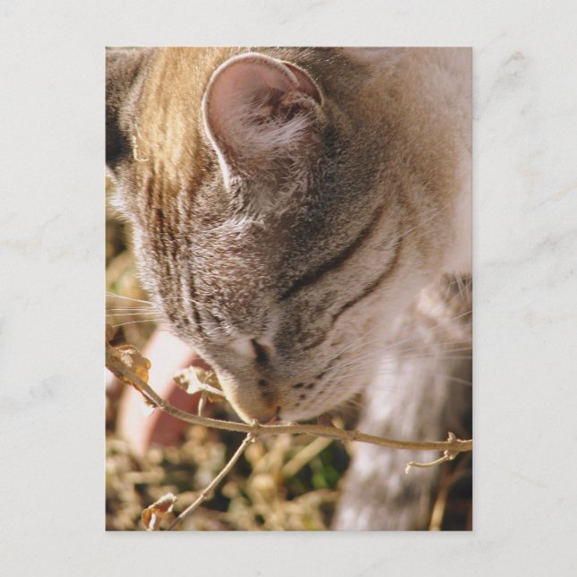 Stop and Smell the Flowers Postcard (Front)