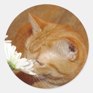 Stop to smell the daisies sticker